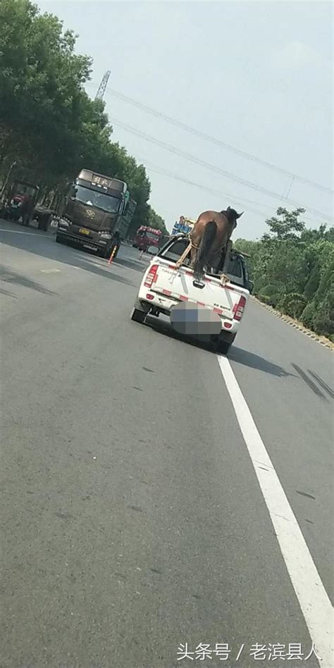 小馬拉大車外流